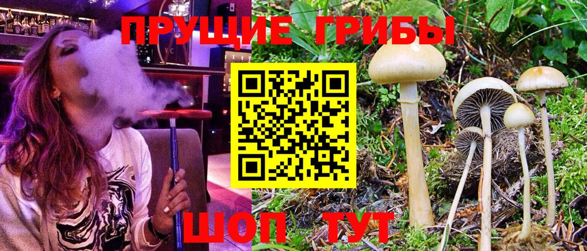 закладки  Псилоцибиновые грибы Psilocybine cubensis  Вход с VPN  Усть-Кут 